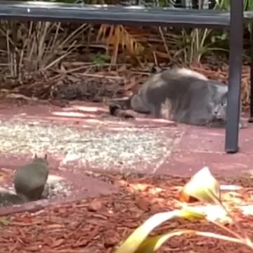 Slow motion cat chase