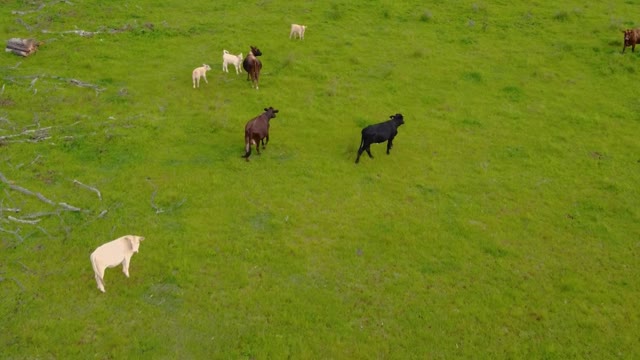 Calves feeding in a meadow with grass