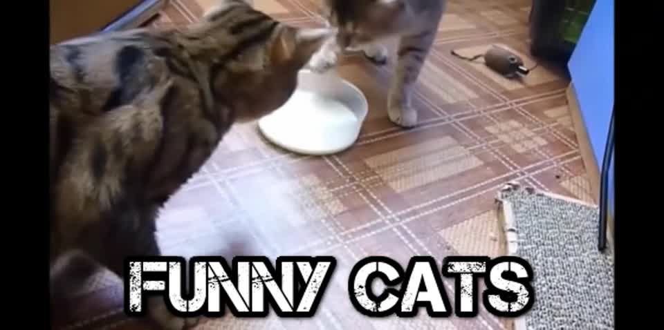 funny cats moving bowl