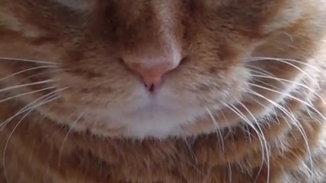 FunnyCatsToday，Funny Cat You Might Never See Before, part88