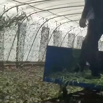 🤢 🦗 insect farm in China