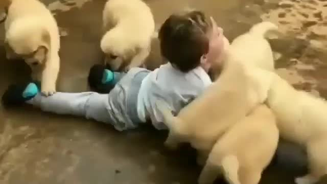 Cute boy Play with cute puppy.