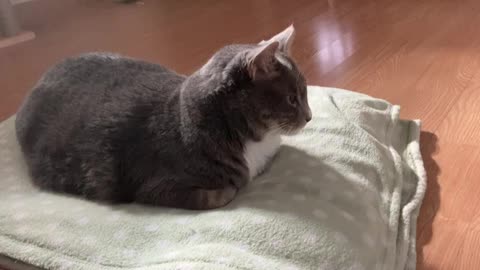 A cat sleeping with its face buried.