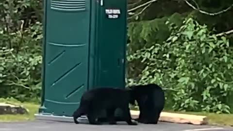 Bear cubs engage in office parking lot wrestling match in Alaska