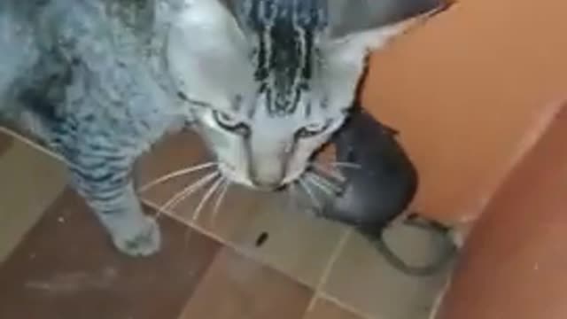 Cat Catching Mice