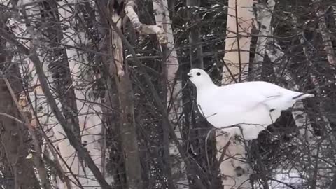 The great northern Ptarmigan