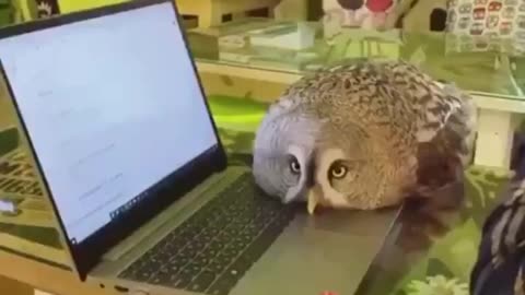 Owl Loaded With Cat AI