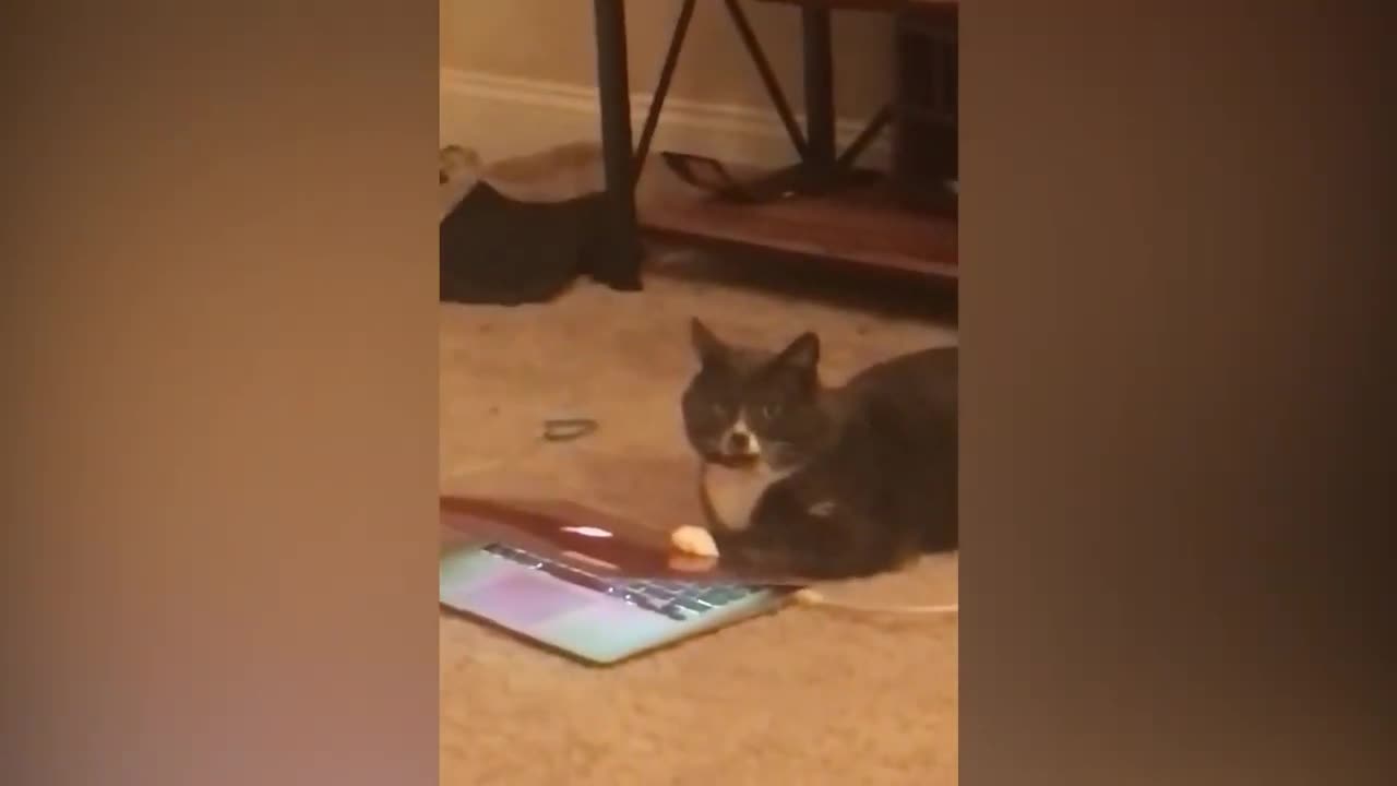 TRY NOT TO LAUGH !!!!!