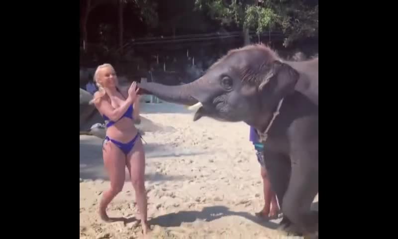 Best Funny Moment Girl With Elephant