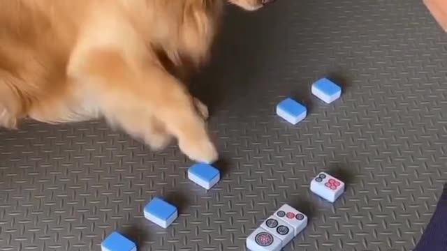 such a clever dog