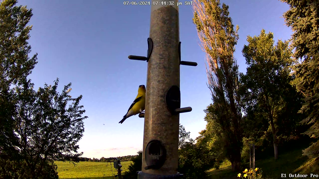 from the feeder American goldfinch