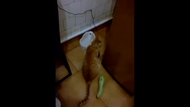 Cat remarkably startled by harmless object