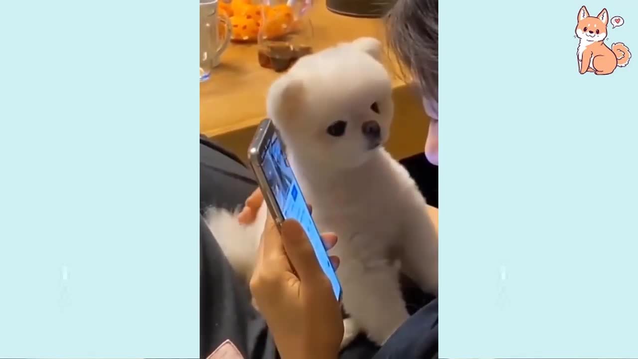 Super cute and funny dogs