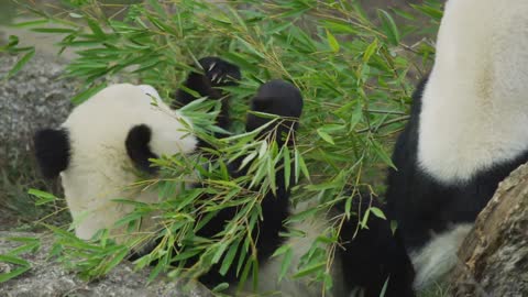 cute panda eating.