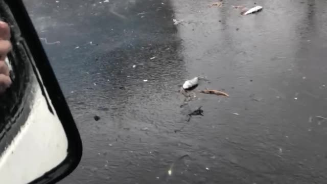 Rough Seas In Malta Send Fish All Over The Road