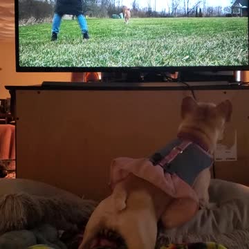 This friendly Bulldog wants to play with the dogs on TV