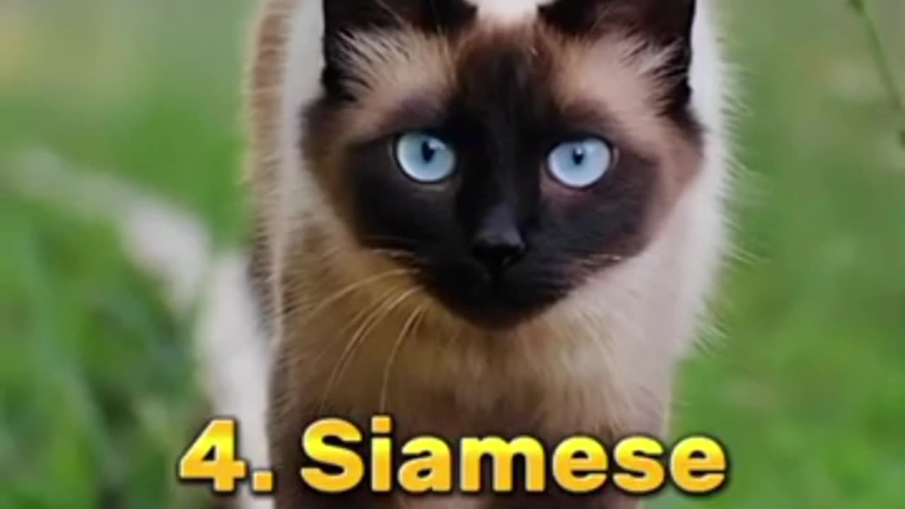 Most beautiful top 10 cat breeds in the world