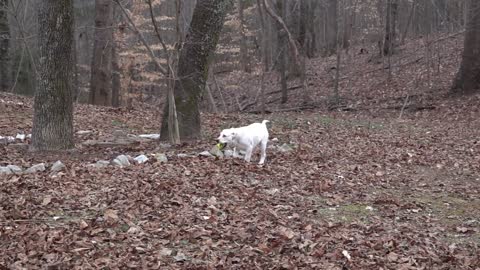 Cute puppies on nature