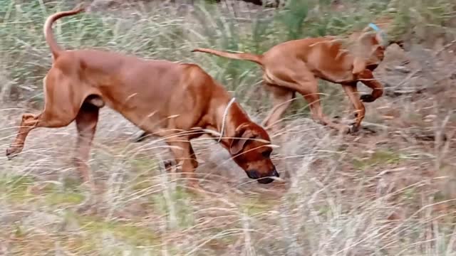 Rhodesian Ridgebacks: The Showoff & The Cool Dude