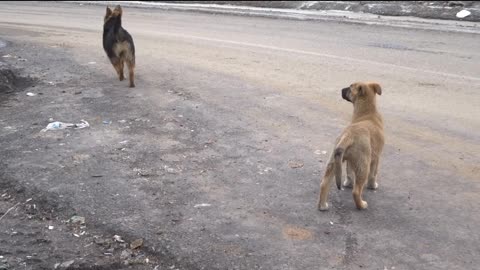 Watch the dogs react when they hear the sound of the explosion, amazing 😱