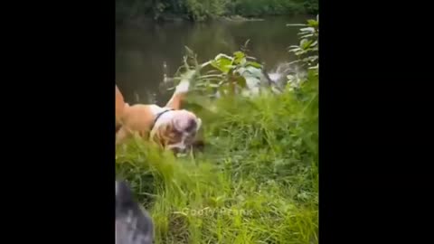 Funny Animal Videos 🤣😸😂 || Funniest Animal Videos 2024 😅🤣 || Cats and Dogs Funny Video 🤣