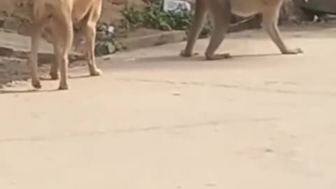 Monkey and dog prank video