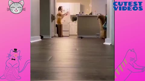 Cat scared of the bag