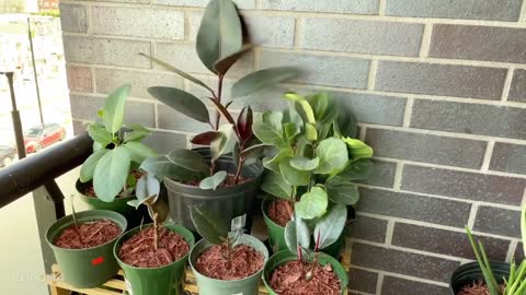 GROOVY PLANT: Enjoying the beautiful look and benefits tropical indoor plant.