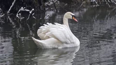 Swan in Copenhagen