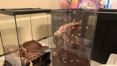 Tarantula Launches at Unsuspecting Owner