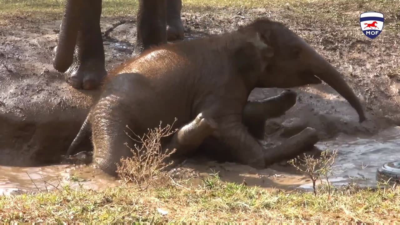 Elephant