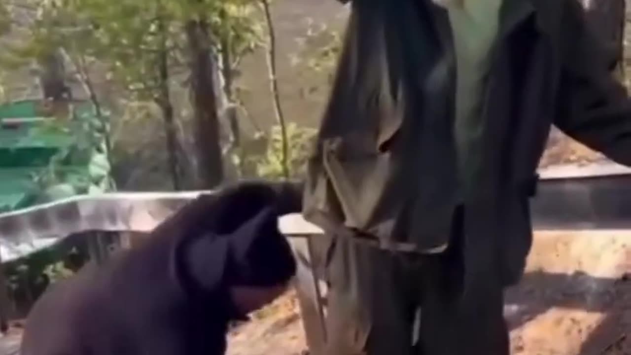 Funny videos