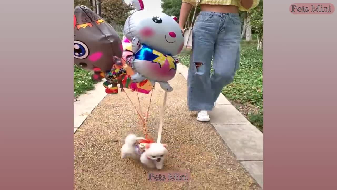 Funniest Animals | Funny Dog And Cat | Funny Animals Video #5