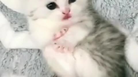 MUST WATCH! | Cute And Funny Kitten Video | Animals Lover