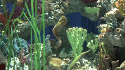 Atlanta Aquarium 2011 with Cally