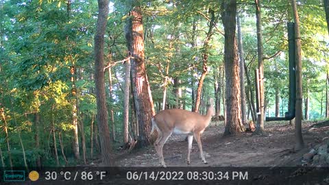 The Woods - 06/15/2022