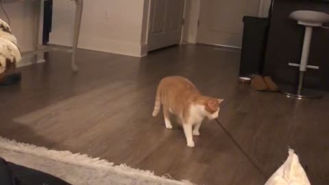 Cute Cat Entertains Itself