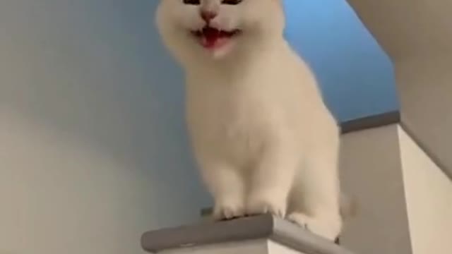 Cute Cat smile