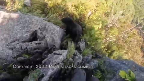 The climber fought off the bear.