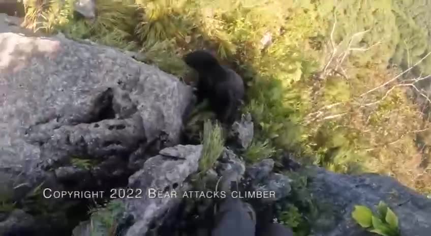 The climber fought off the bear.