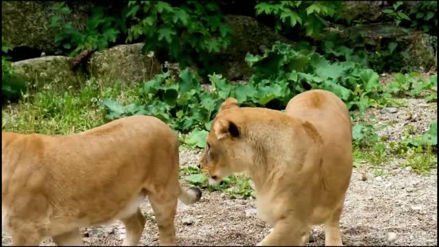 Wild life in a Forest