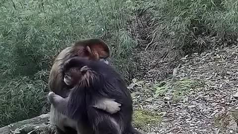 Monkeys hugging each other