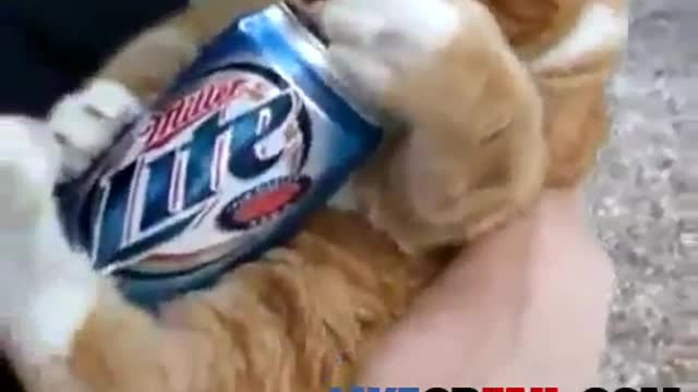 Funny Drunk Cat Loves His Beer