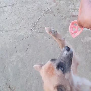 Very funny small dog 🐕|Beautiful dog|Cute dog|Cute