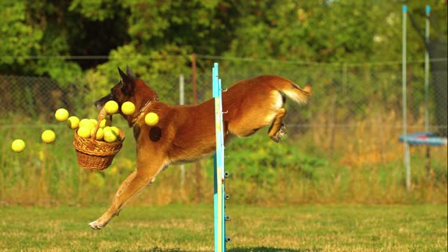 Good workouts for dogs