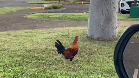 Dole Plantation Rooster