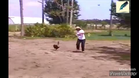 funny chickens and roosters