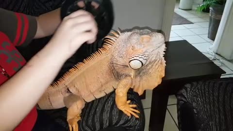 Harley the Green Iguana gets a Massage