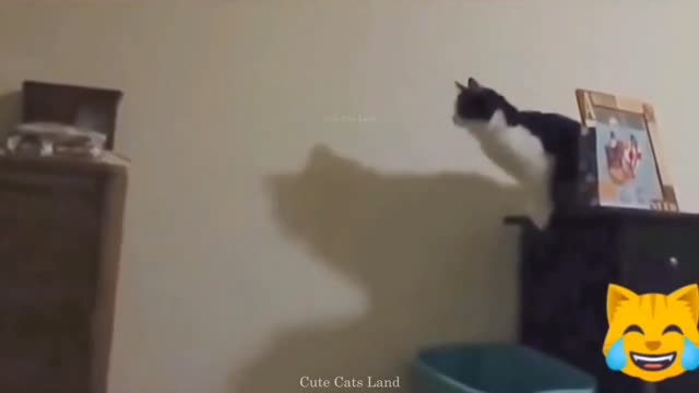 Cats funny videos, you can't stop laughing - 05