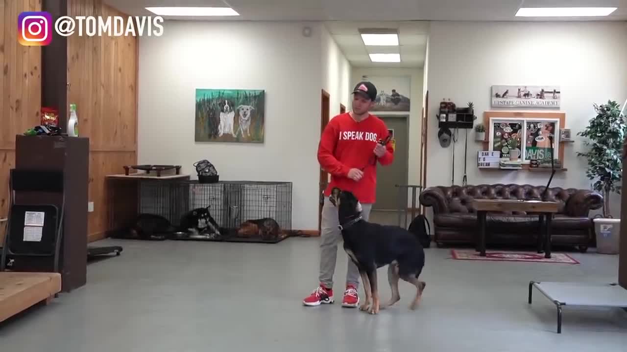 Having trouble with your dog Watch this dog training video